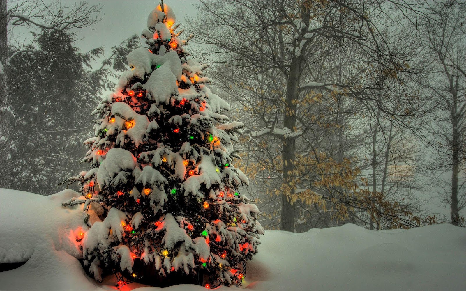 domein Product Vervallen Kerstboomhandel Doedens – Uw beste keus voor de beste Kerstbomen